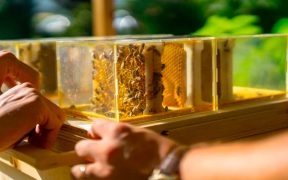 2Beekeeping Made Easy With a New Compact Hive Built for Urban Settings5